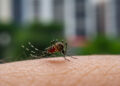 dengue symptoms Malaysia