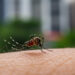 dengue symptoms Malaysia